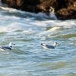 Mouettes tridactyles de première année et adulte